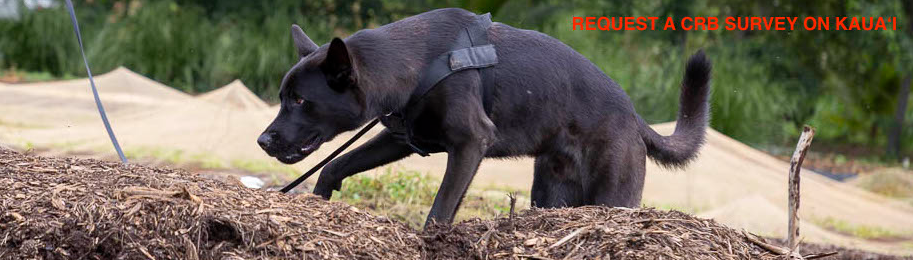 Photo of a CRB detection dog. Text says 