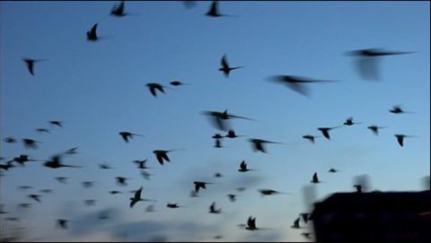 Flock of Rose-Ringed Parakeets