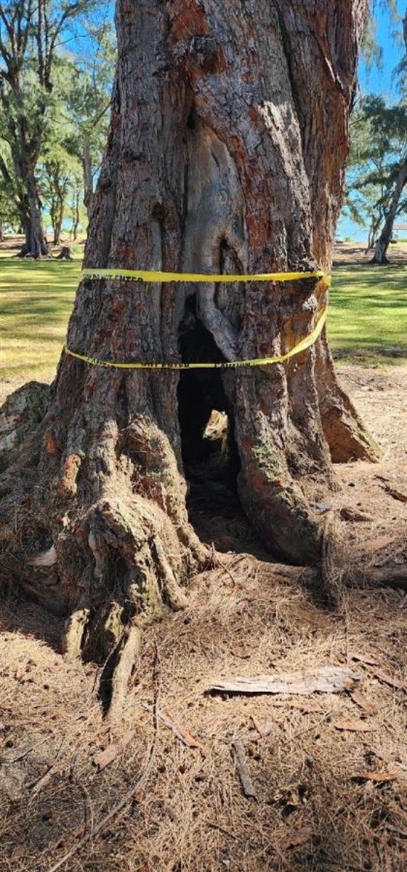 Tree1.jpg