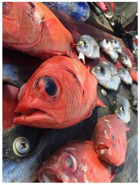 Fish out of water