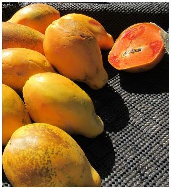 papayas